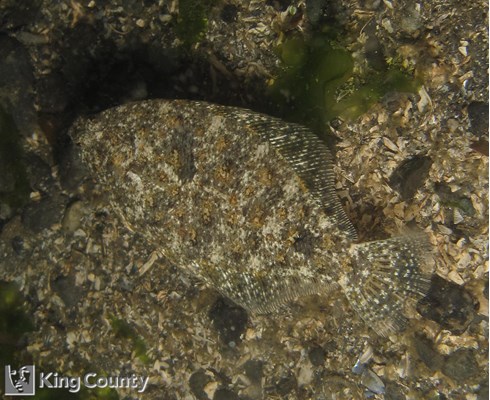 Photo of Citharichthys stigmaeus